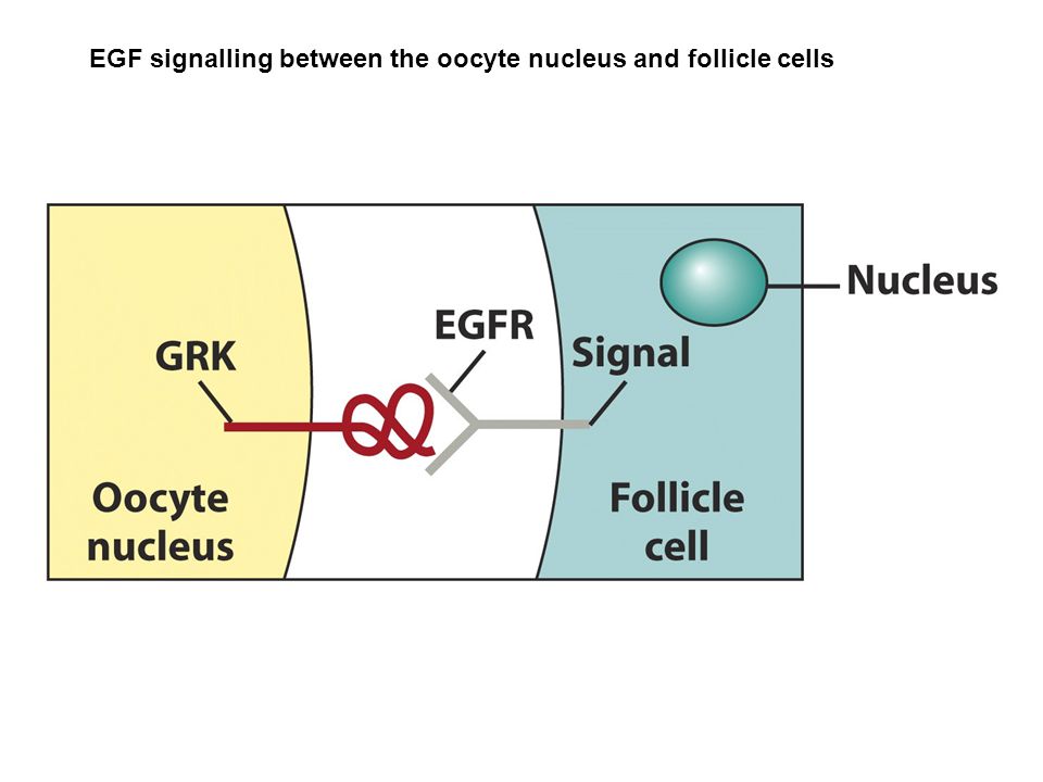 EGF signalling between the oocyte nucleus and follicle cells