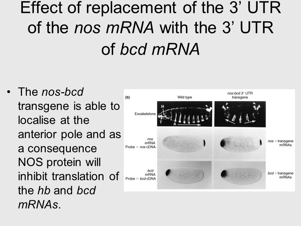 Effect of replacement of the 3’ UTR of the nos mRNA with the 3’ UTR of bcd mRNA