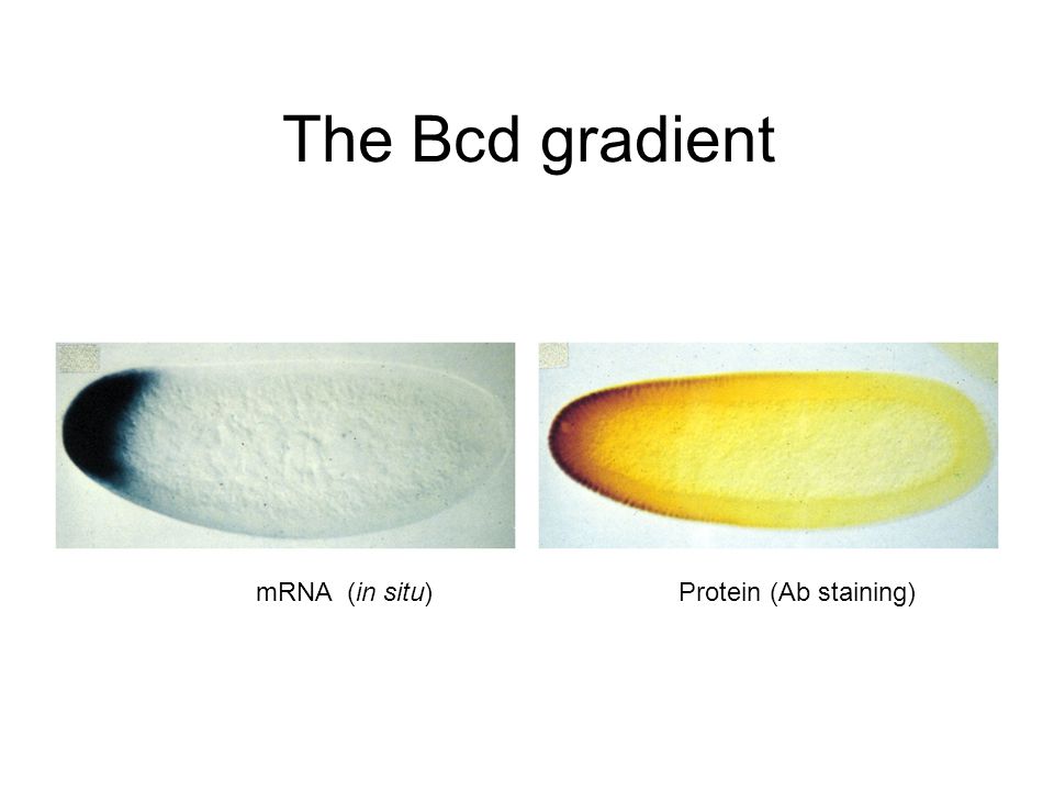 The Bcd gradient mRNA (in situ) Protein (Ab staining)