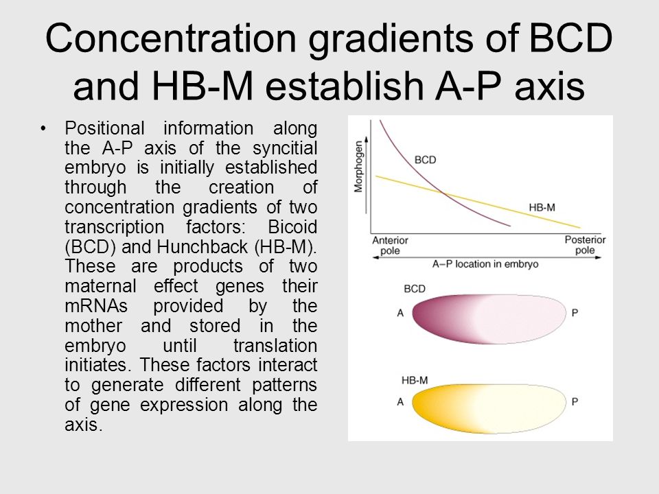 Concentration gradients of BCD and HB-M establish A-P axis