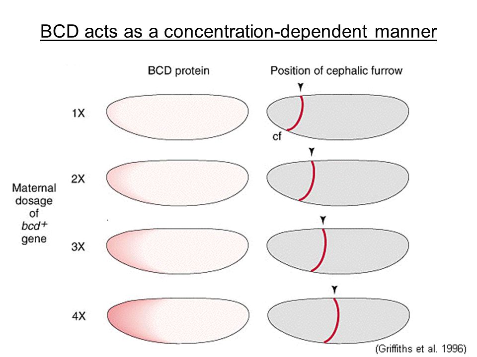 BCD acts as a concentration-dependent manner