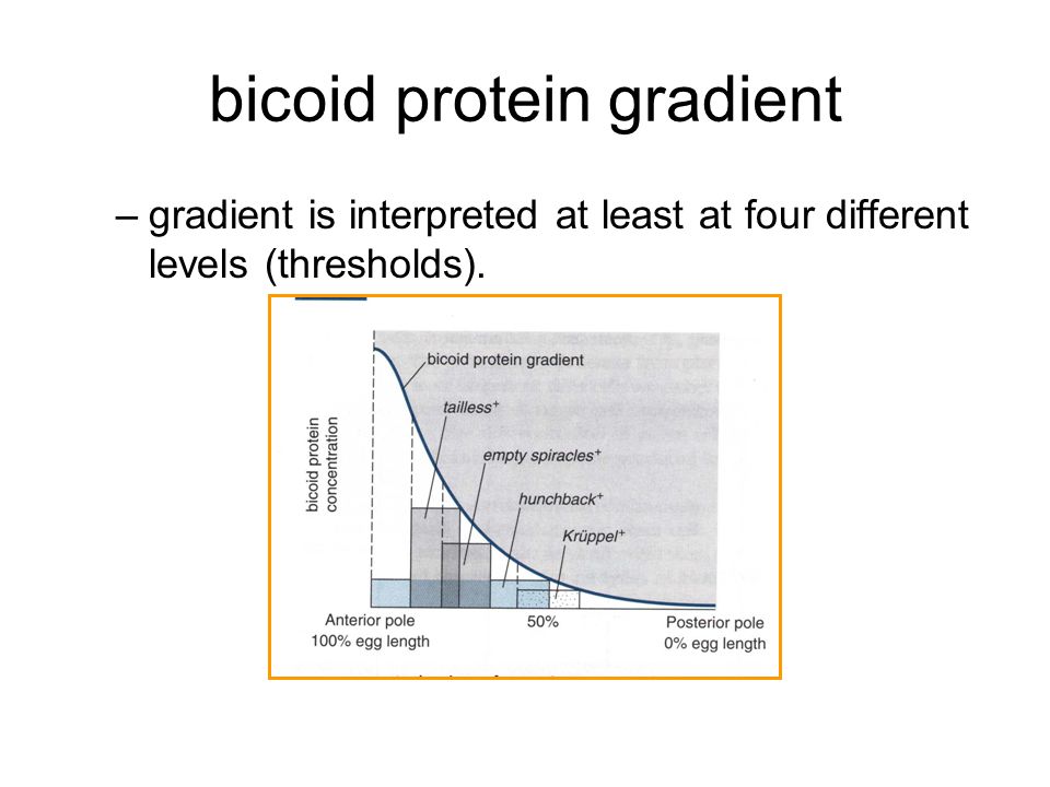 bicoid protein gradient