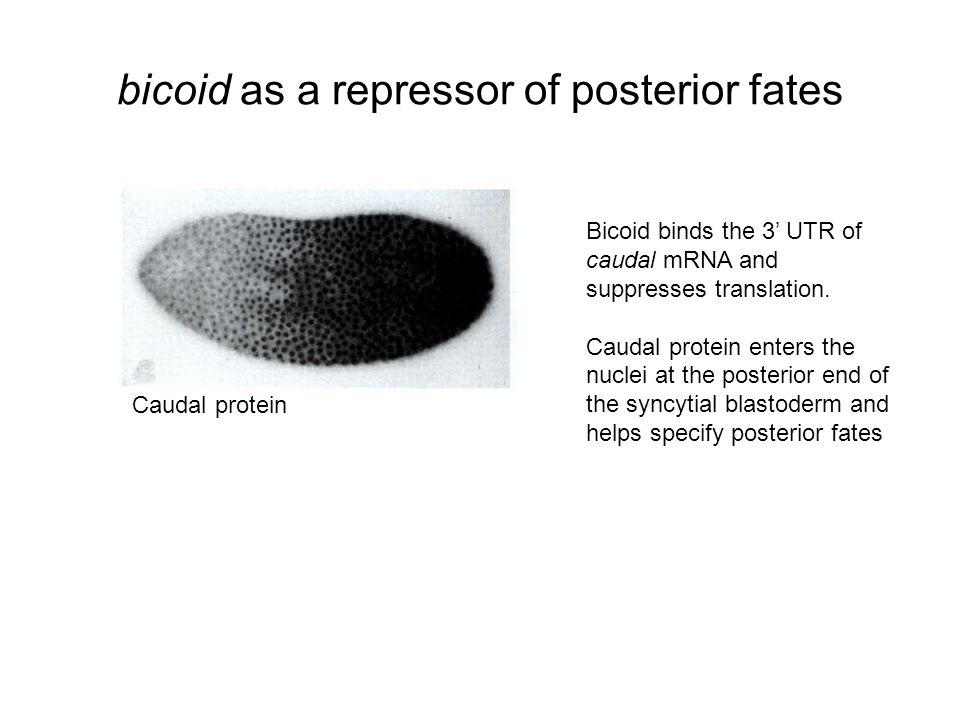 bicoid as a repressor of posterior fates