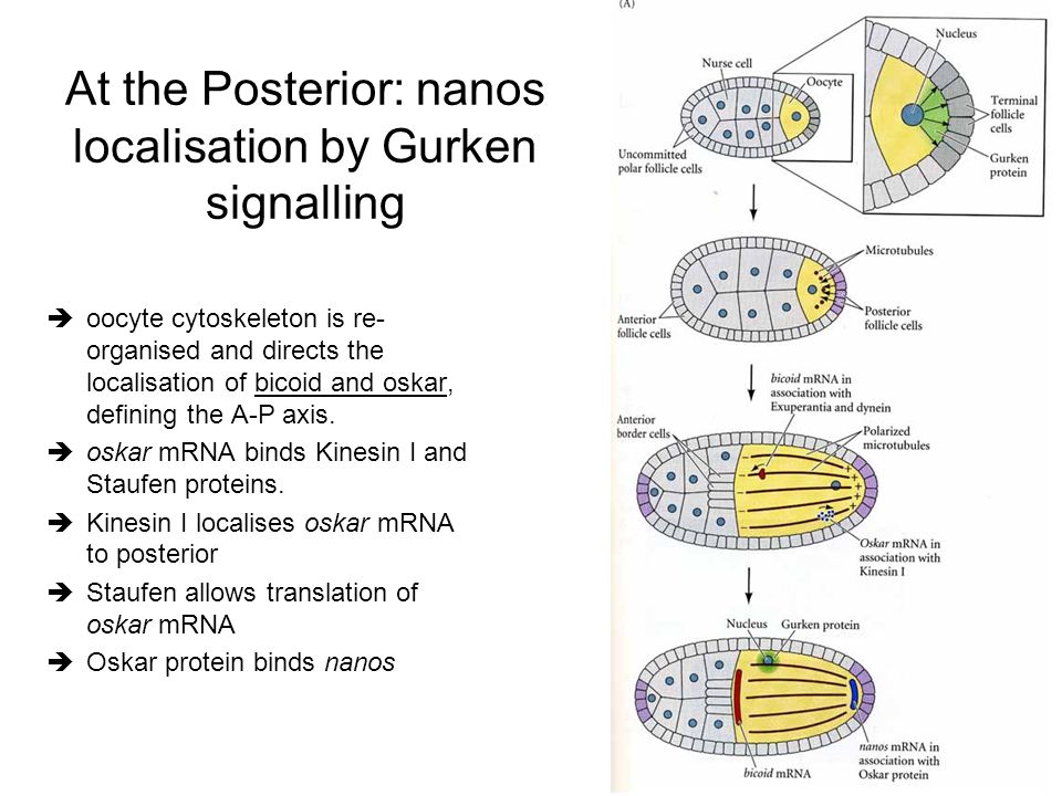 At the Posterior: nanos localisation by Gurken signalling