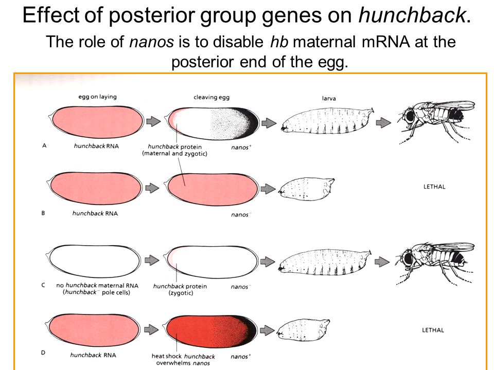 Effect of posterior group genes on hunchback.