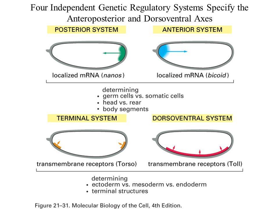 Four Independent Genetic Regulatory Systems Specify the Anteroposterior and Dorsoventral Axes