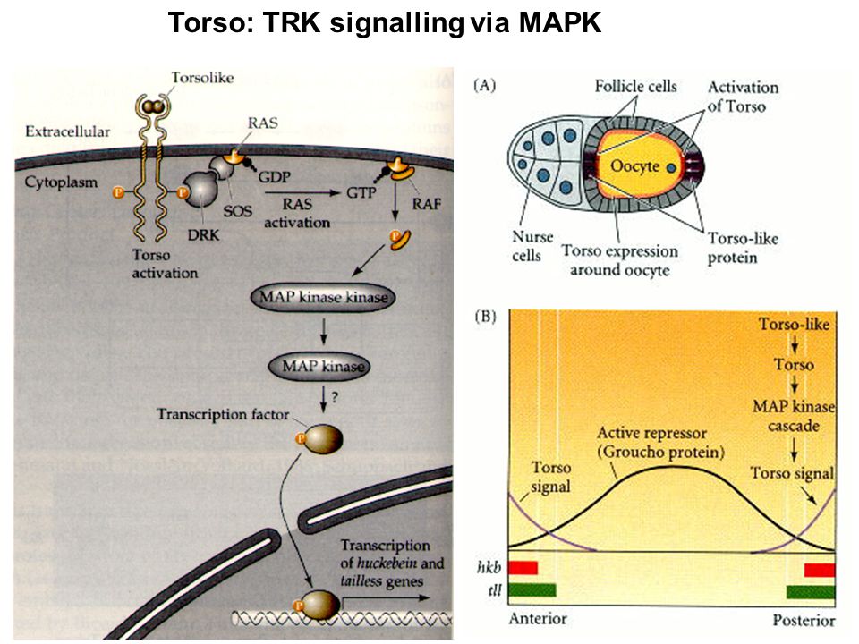 Torso: TRK signalling via MAPK