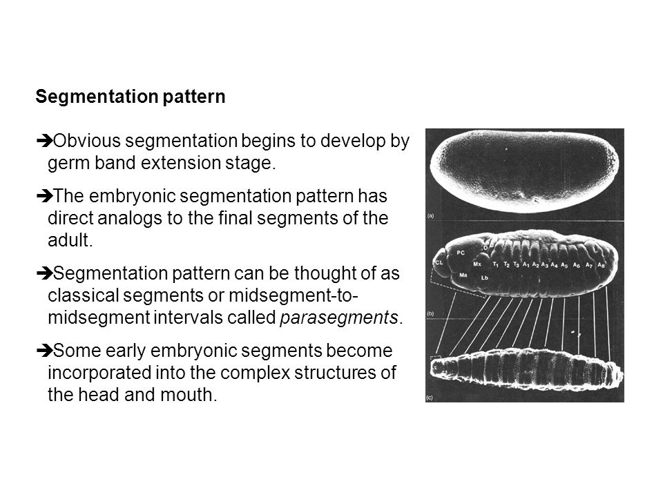 Segmentation pattern Obvious segmentation begins to develop by germ band extension stage.