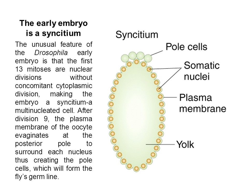 The early embryo is a syncitium