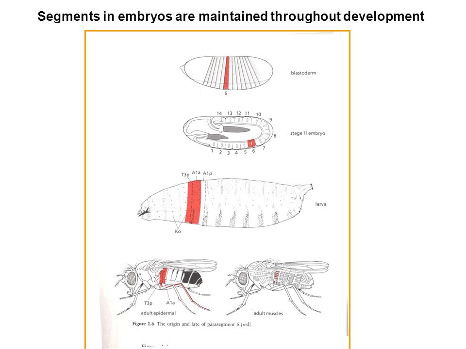 Segments in embryos are maintained throughout development