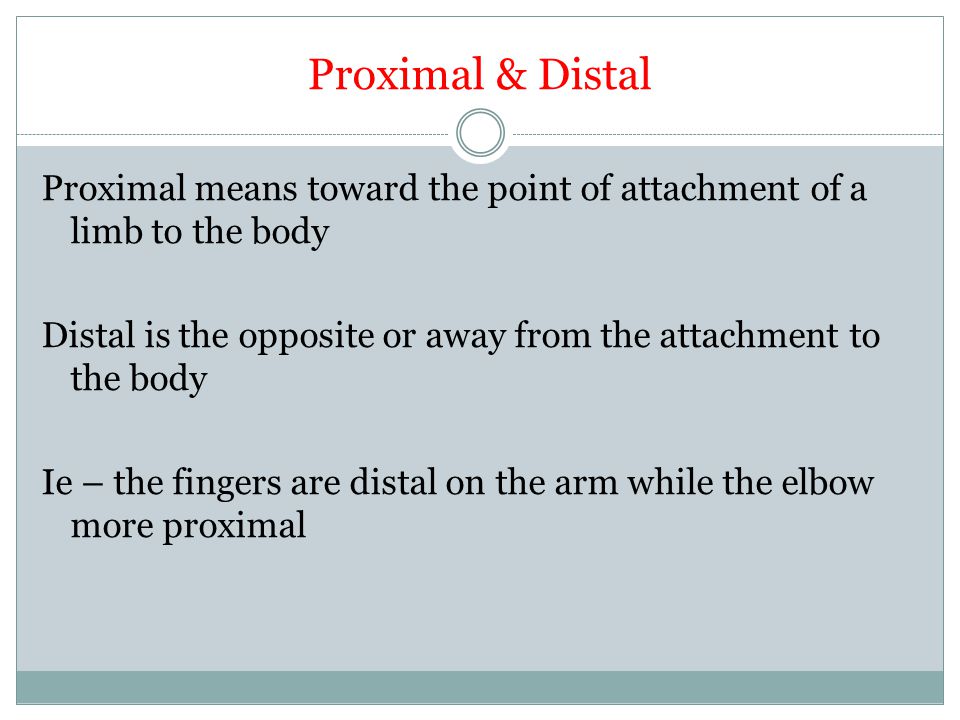 Proximal & Distal