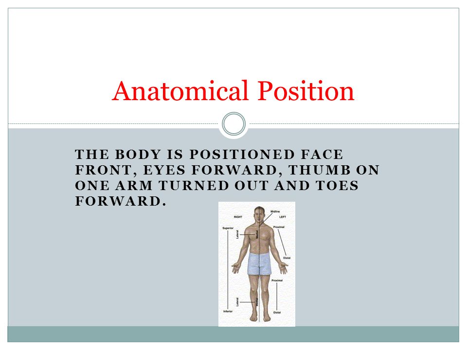 Anatomical Position The body is positioned face front, eyes forward, thumb on one arm turned out and toes forward.