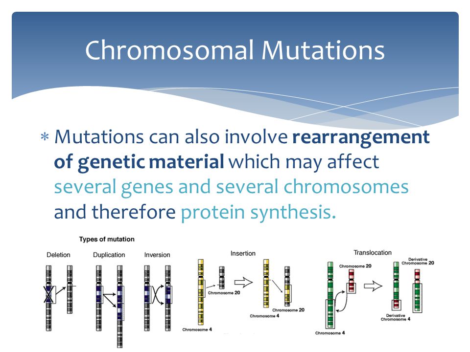 Mutations can also involve rearrangement of genetic material which may affe...