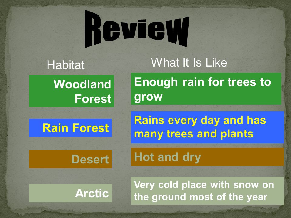 Review What It Is Like Habitat Enough rain for trees to grow