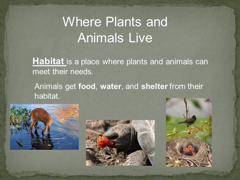 Land Habitats Science 2nd grade. - ppt video online download