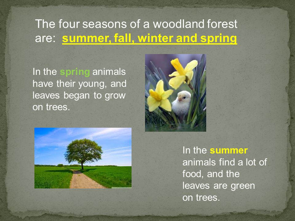 The four seasons of a woodland forest are: summer, fall, winter and spring