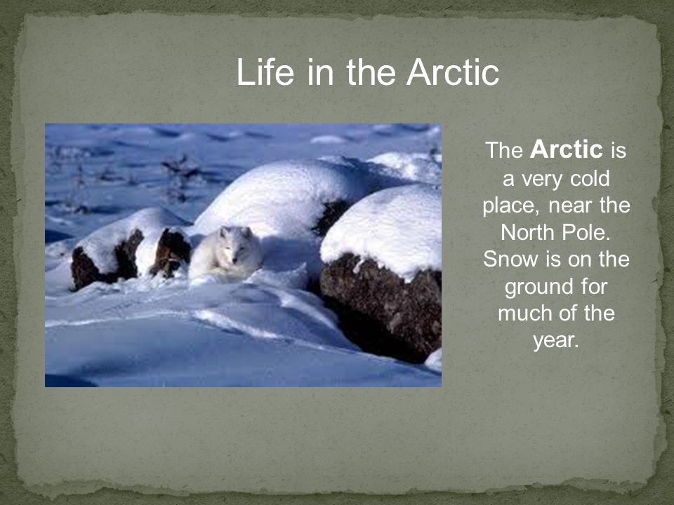 Life in the Arctic The Arctic is a very cold place, near the North Pole.
