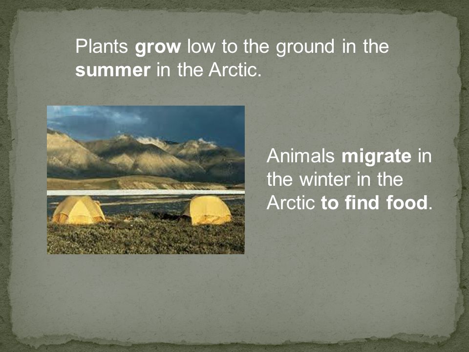 Plants grow low to the ground in the summer in the Arctic.