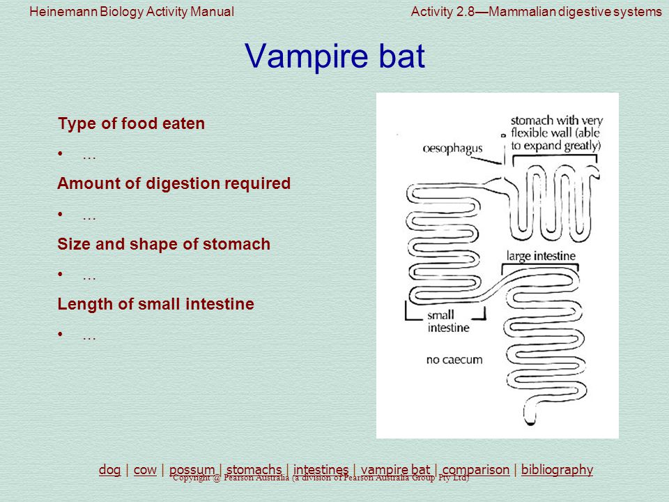 Comparison Of Mammalian Digestive Systems Ppt Video Online
