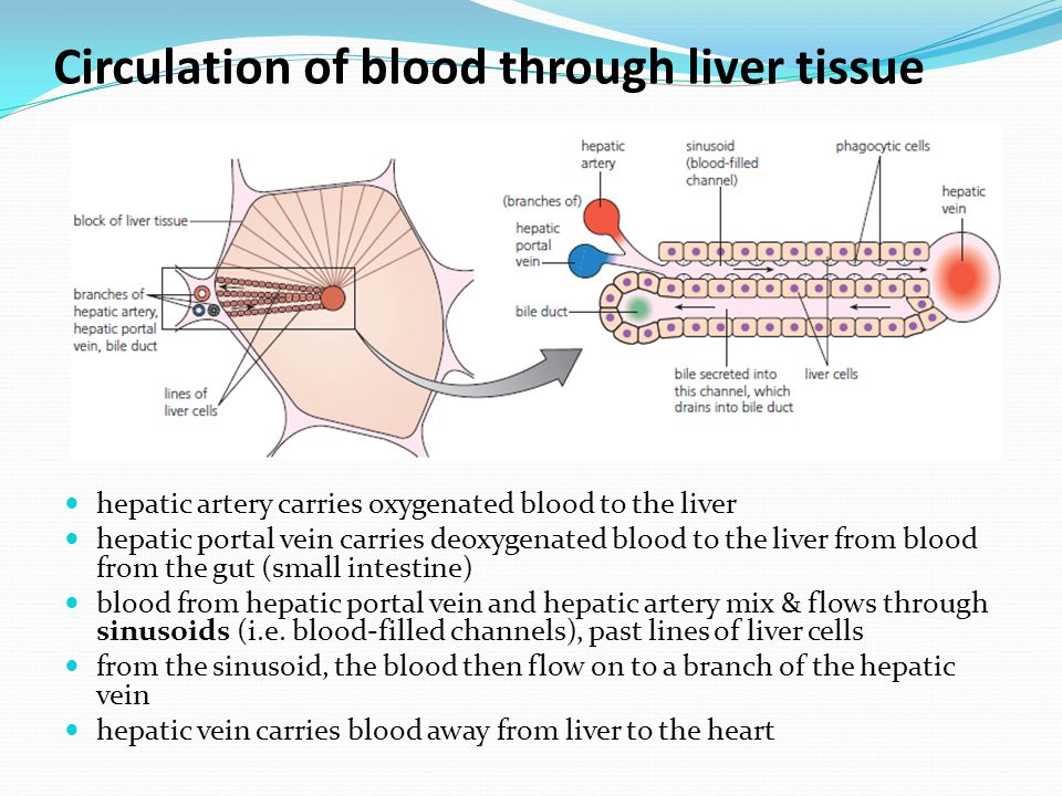 H4 Functions Of The Liver Ppt Video Online Download
