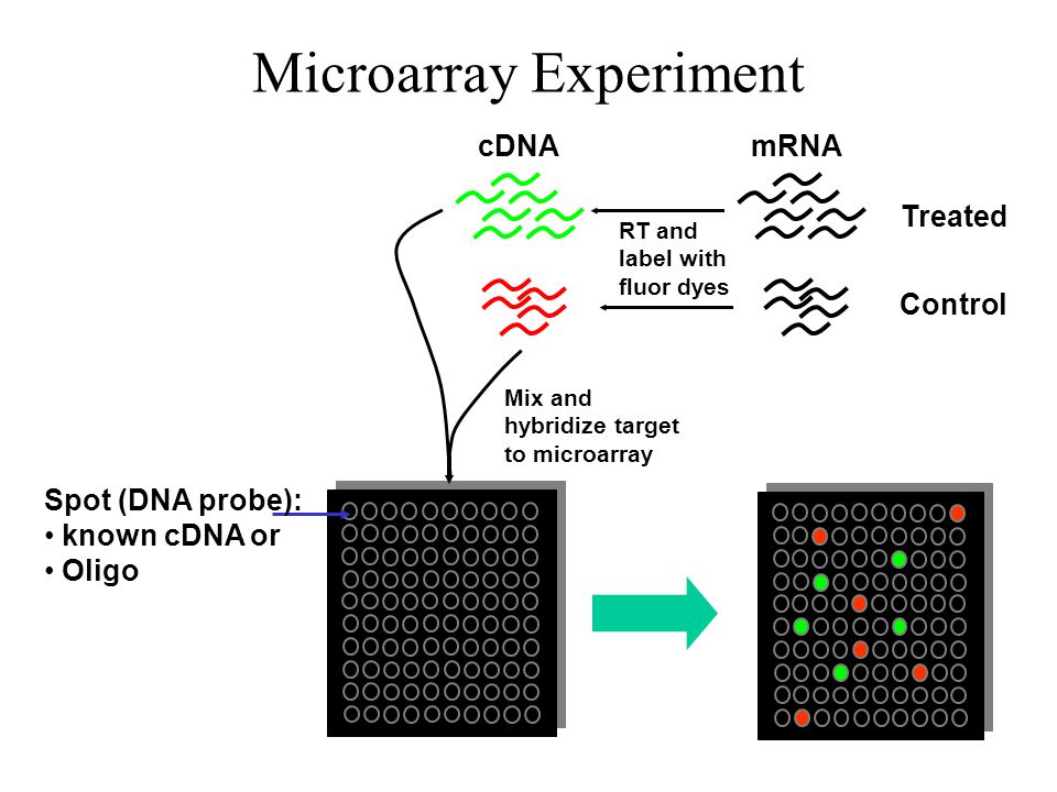 Microarray Experiment