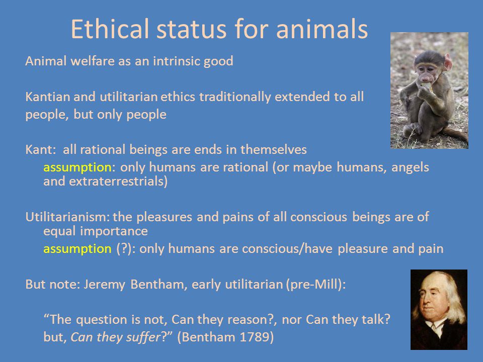 Animal Rights. - ppt video online download