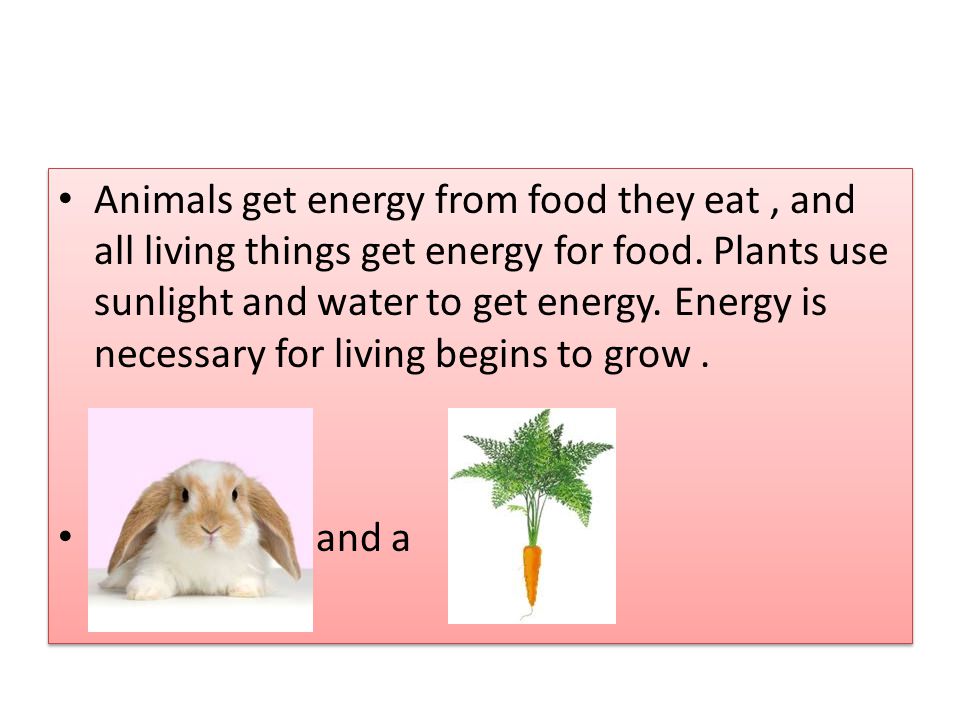 FOOD CHAINS Every living thing needs energy in order to live. Every time animals  do something they use energy . - ppt video online download