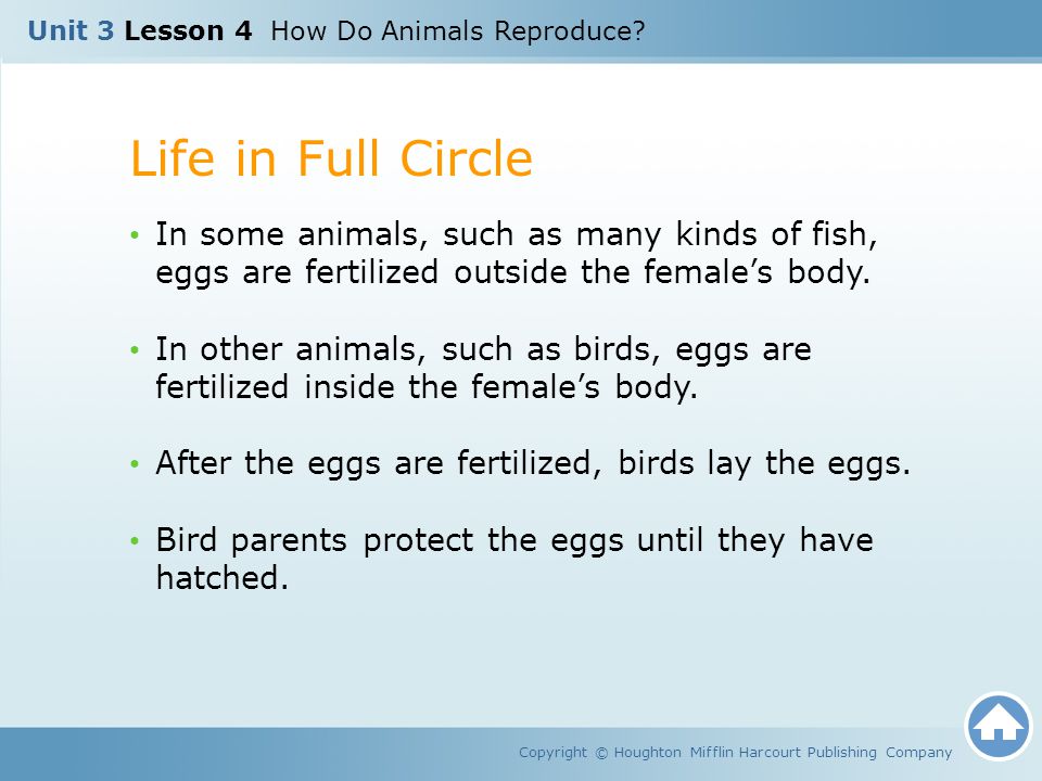 Unit 3 Lesson 4 How Do Animals Reproduce? - ppt video online download