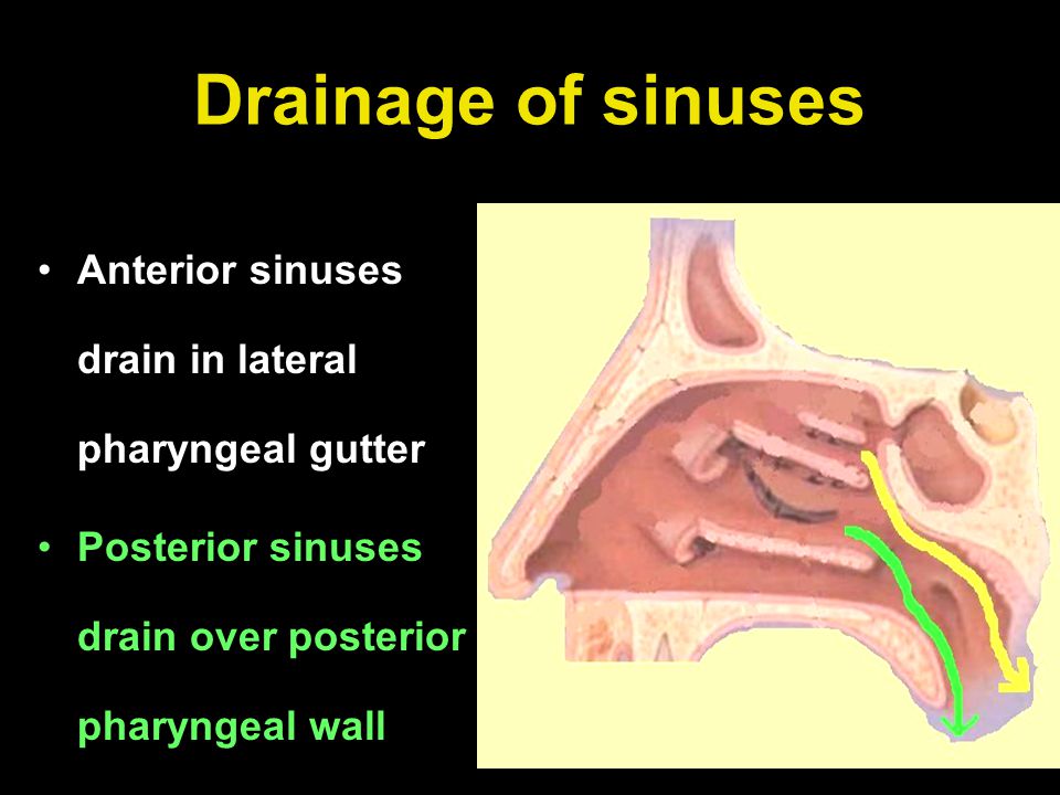 Physiology Of Nose P N S Ppt Video Online Download