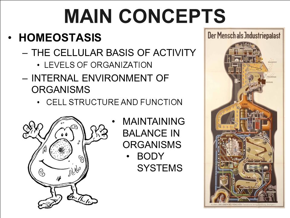 MAIN CONCEPTS HOMEOSTASIS THE CELLULAR BASIS OF ACTIVITY