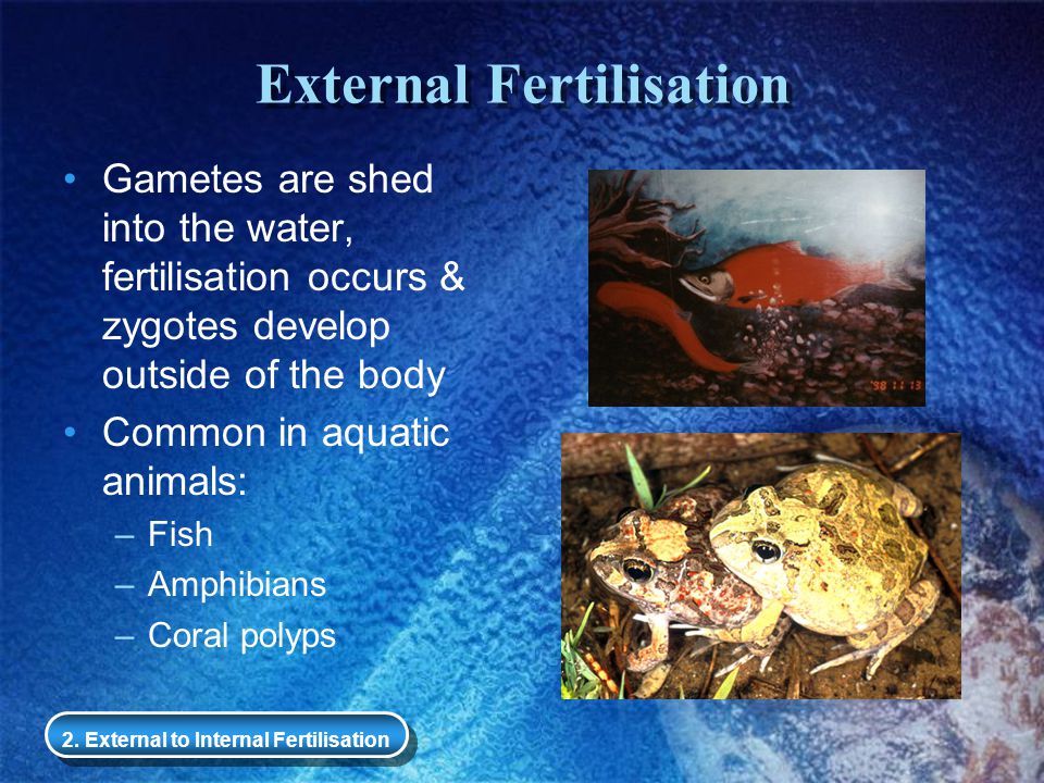 Trends in Life on Earth Reproduction - ppt download