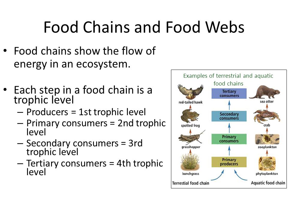2 1 Energy Flow In Ecosystems Ppt Video Online Download