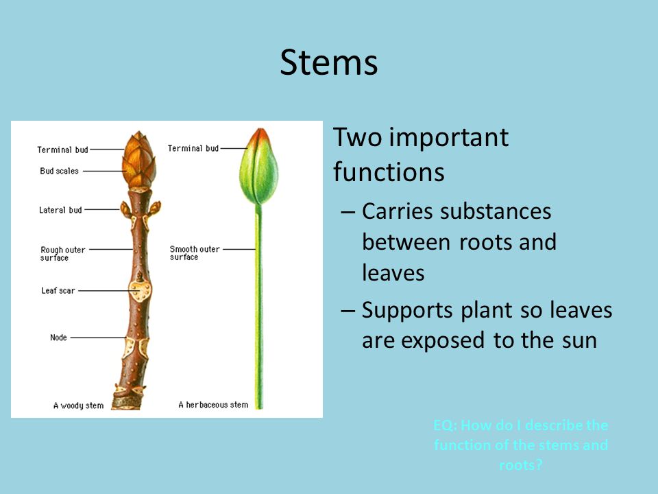 EQ: How do I describe the function of the stems and roots