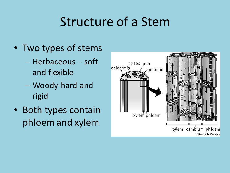 Structure of a Stem Two types of stems
