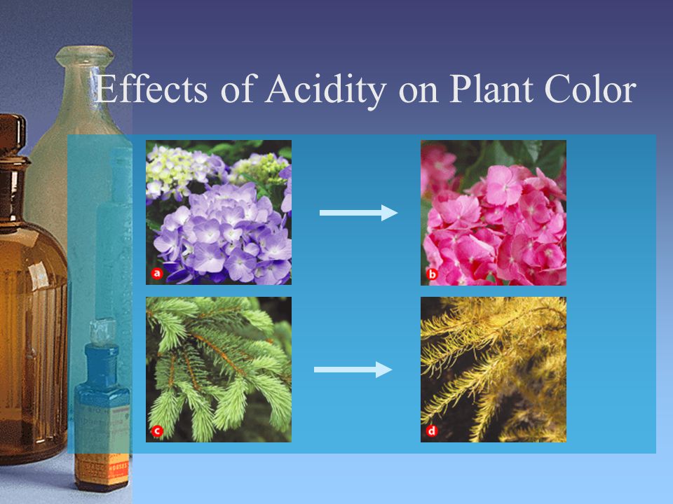 Effects of Acidity on Plant Color