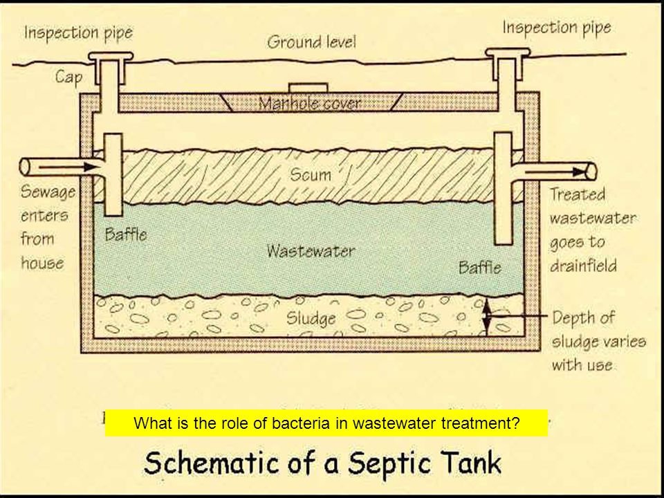 What is the role of bacteria in wastewater treatment
