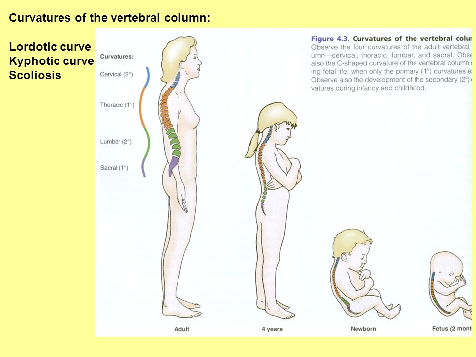 Child Atlas Human Body