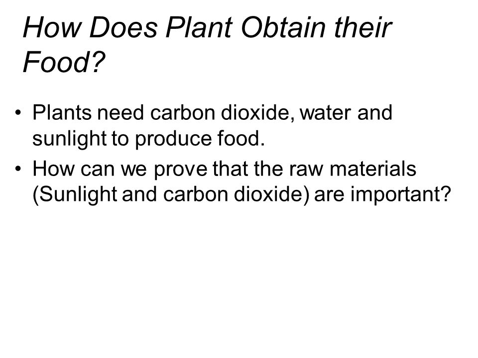 How Does Plant Obtain their Food