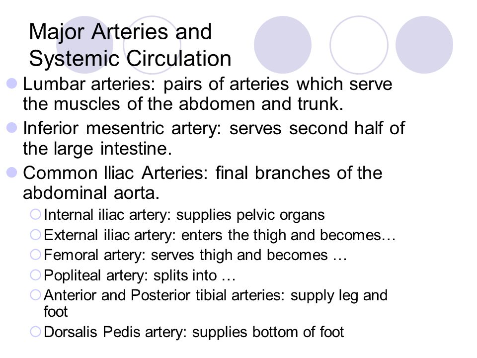 Major Arteries and Systemic Circulation