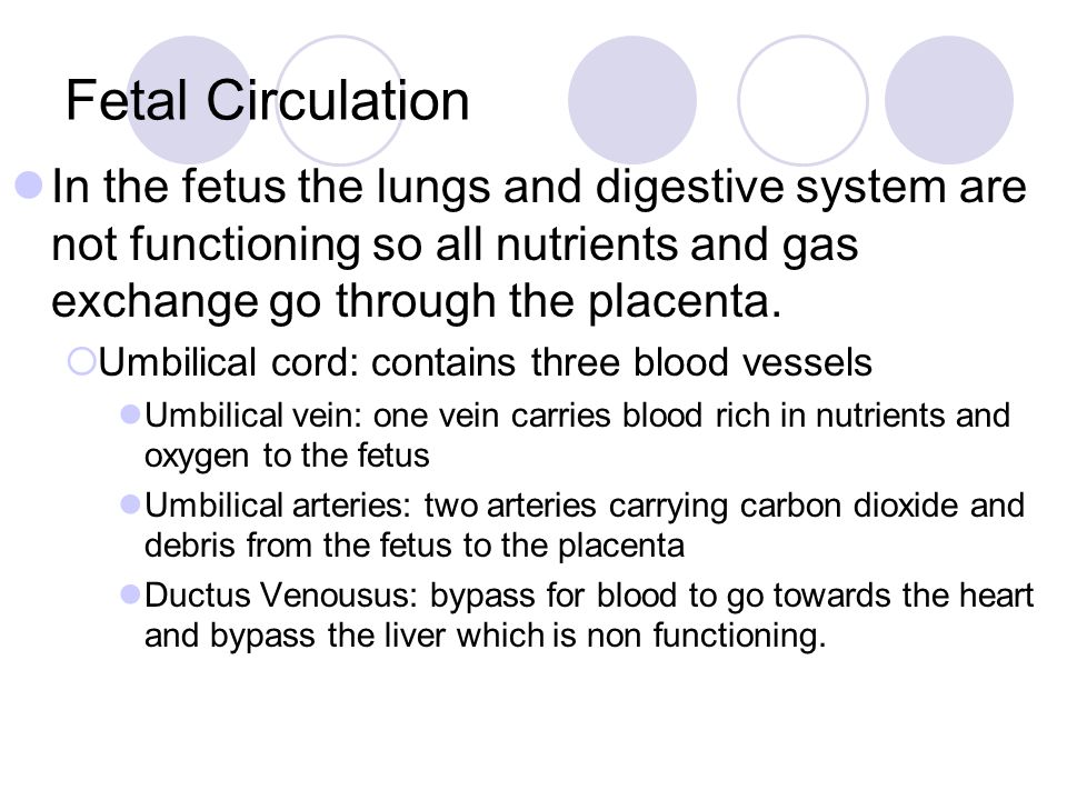 Fetal Circulation In the fetus the lungs and digestive system are not functioning so all nutrients and gas exchange go through the placenta.