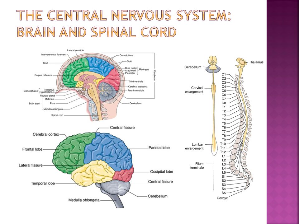 Схема строения центральной нервной системы. Центральная нервная система на латинском. Мозг и ЦНС. Нервная система латынь