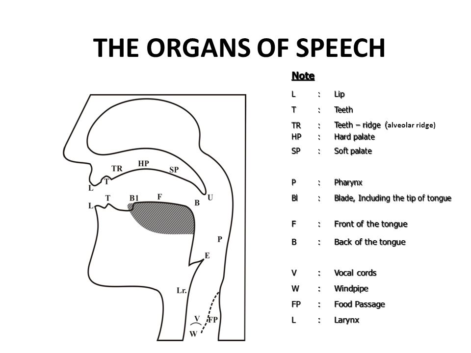 Орган образования звуков. The Organs of Speech схема. Органы речи в английском языке. Органы речи на английском. Схема органов речи на английском.