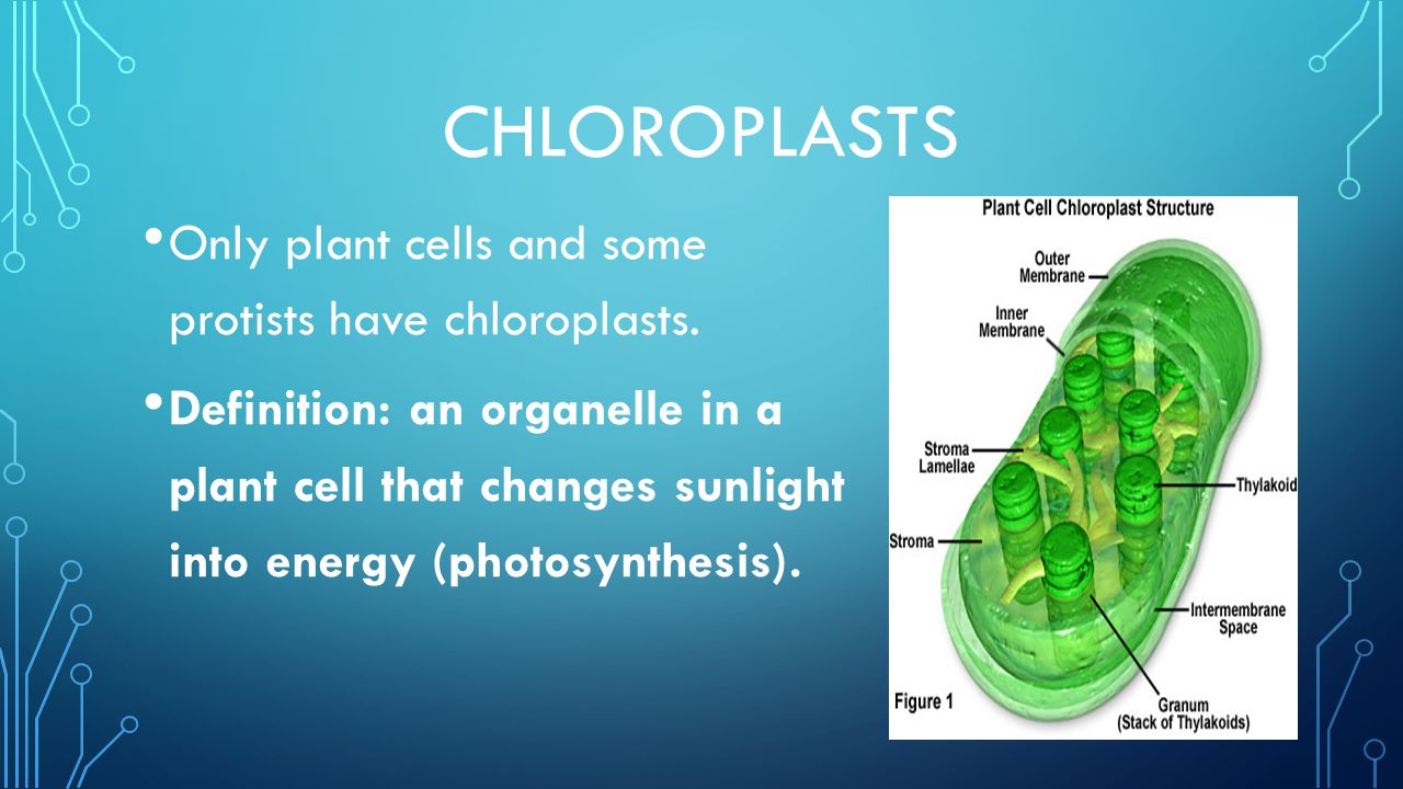 Only plants. Protists Cell structure. Types of Plant Cells. Chloroplast in Cell. Types of Cells in Plant.