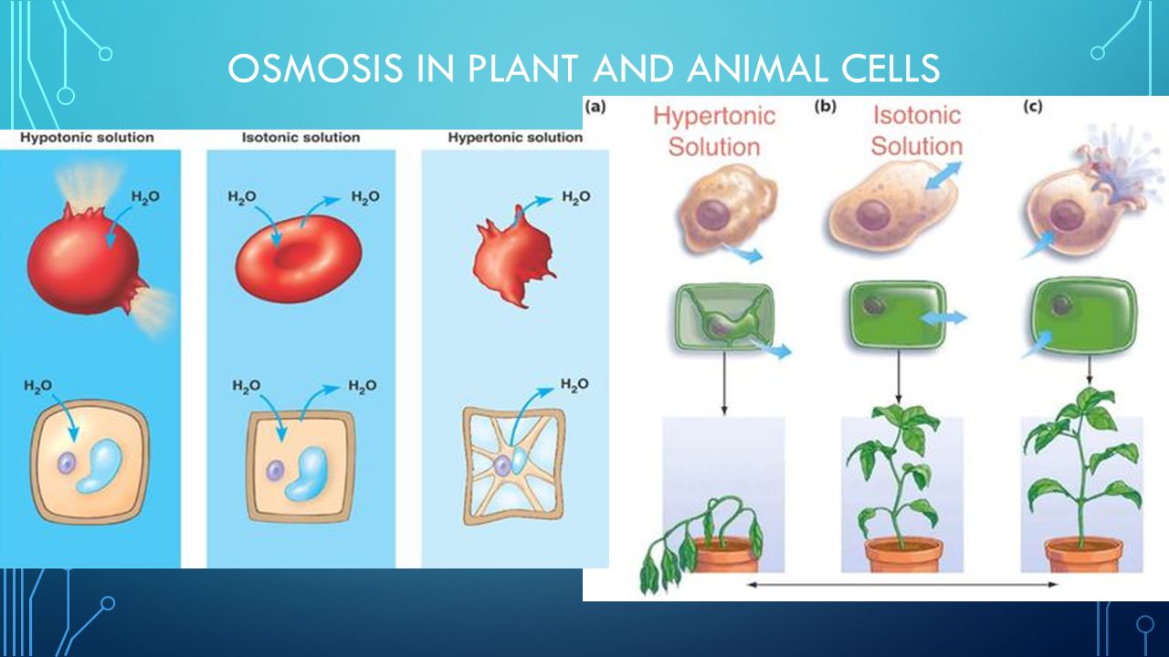 History, Types of Cells, Organelles - ppt video online download