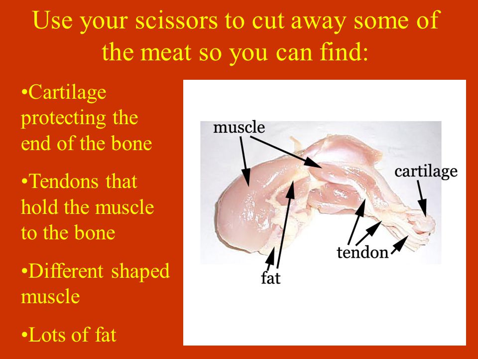 Dissecting A Leg We Can Learn About Our Skeletal System By Looking At The Skeletal System Of Other Animals Ppt Video Online Download