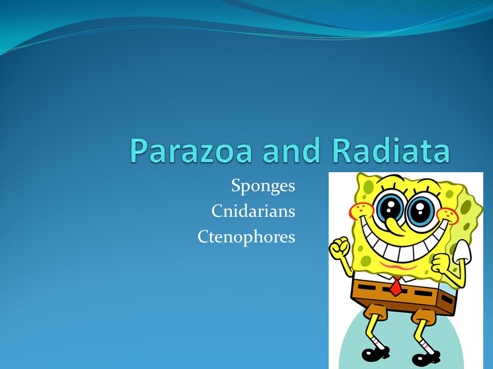 Sponges Cnidarians Ctenophores