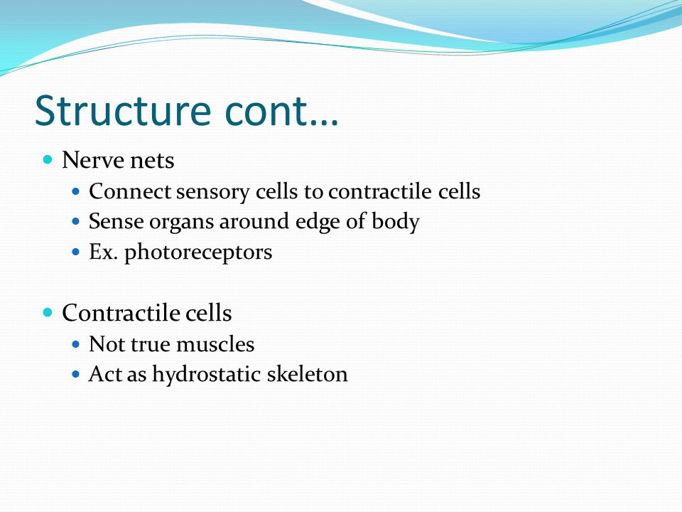 Structure cont… Nerve nets Contractile cells