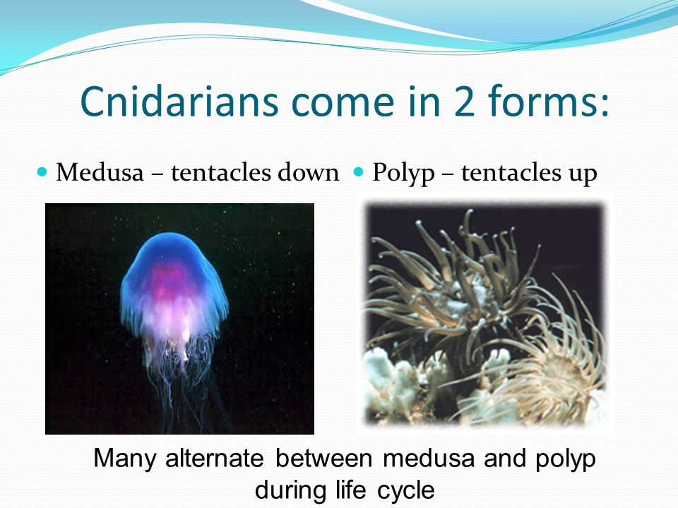 Cnidarians come in 2 forms: