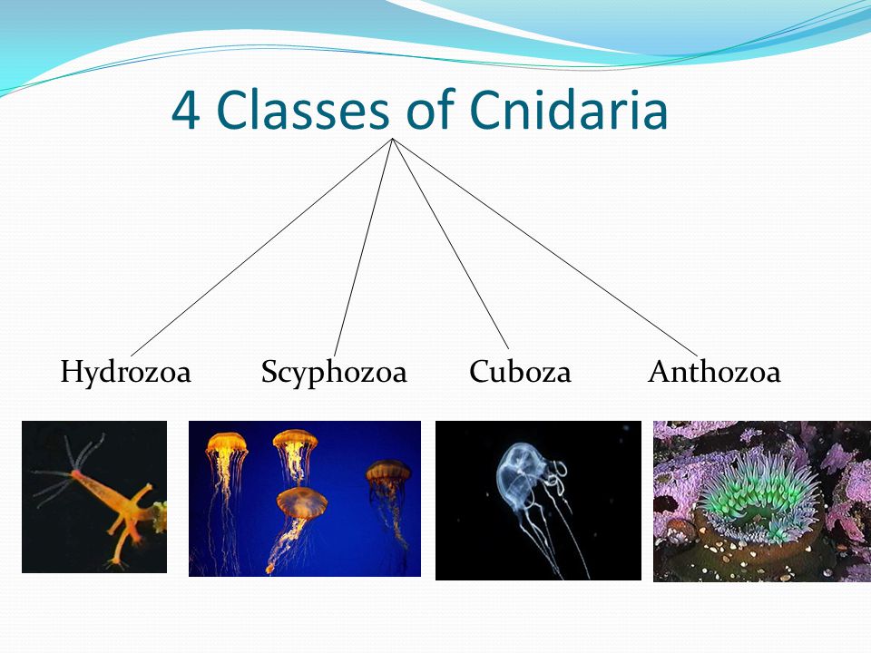 4 Classes of Cnidaria Hydrozoa Scyphozoa Cuboza Anthozoa
