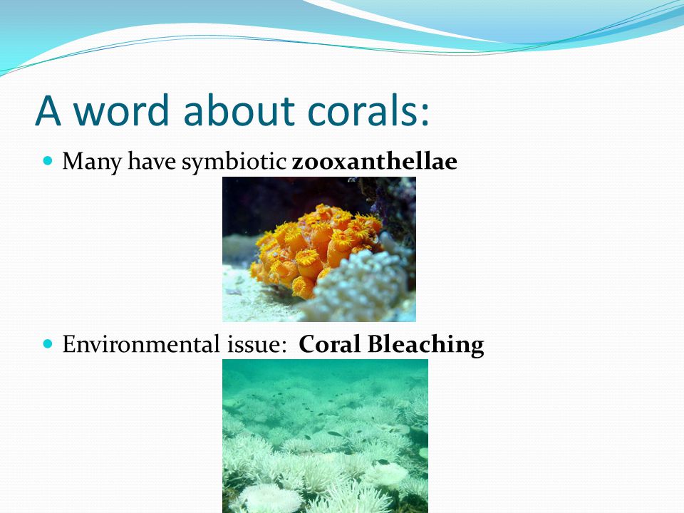A word about corals: Many have symbiotic zooxanthellae